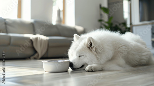 Cute Samoyed dog eating from bowl at home