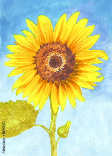 sunflower on blue sky