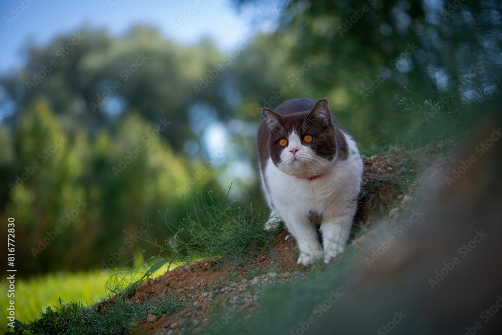 Obraz premium British shorthair cat strolling down a grassy hill in a lush wooded forest, taking in the sights