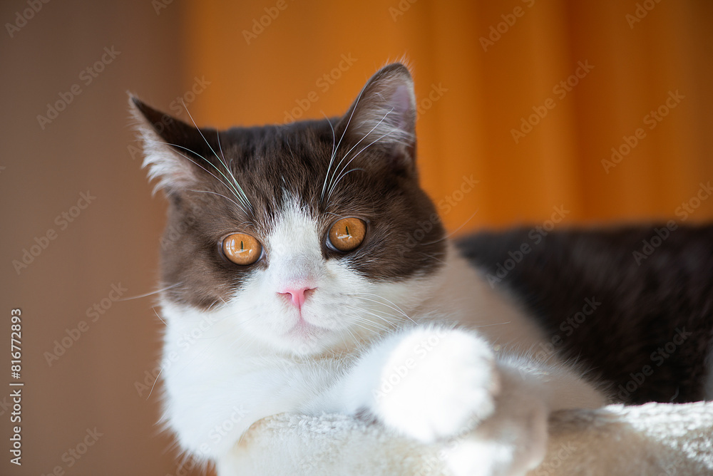 Adorable British shorthair perched atop a tabletop Adorable British shorthair perched atop a tabletop
