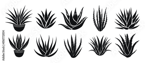 Aloe vera vector illustration. Agave leaves hand drawn black on white background. Cosmetic plant silhouette.