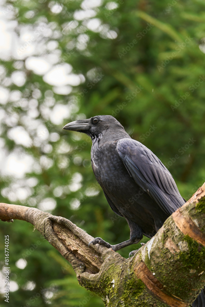 Fototapeta premium Crow perched atop a branch of a tree in a lush, green forest.
