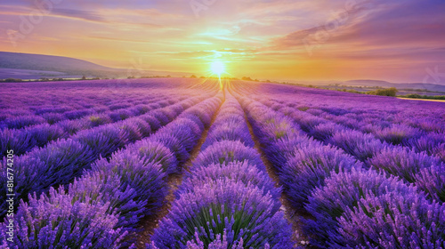 Endless lavender field in full bloom at sunset  casting a serene golden glow across the symmetrical rows of purple flowers. Captures natural beauty  tranquility  and the essence of rural life