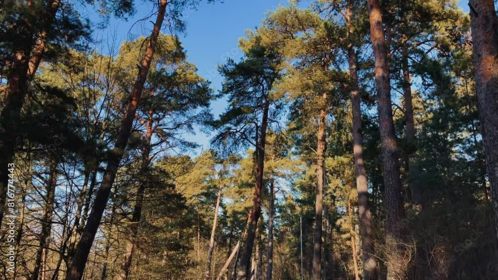 Scenic view of long evergreen trees in the woods under blue sky on a sunny day Scenic view of long evergreen trees in the woods under blue sky on a sunny day