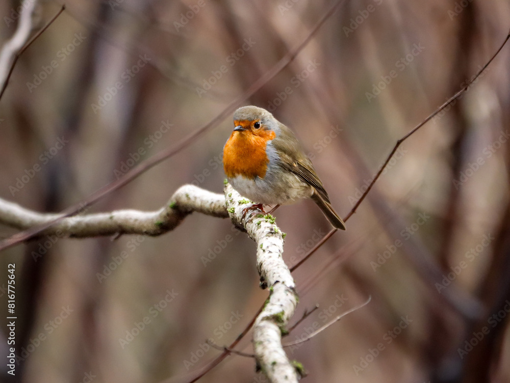 Fototapeta premium Selective focus shot of a beautiful orange robin perched on a branch