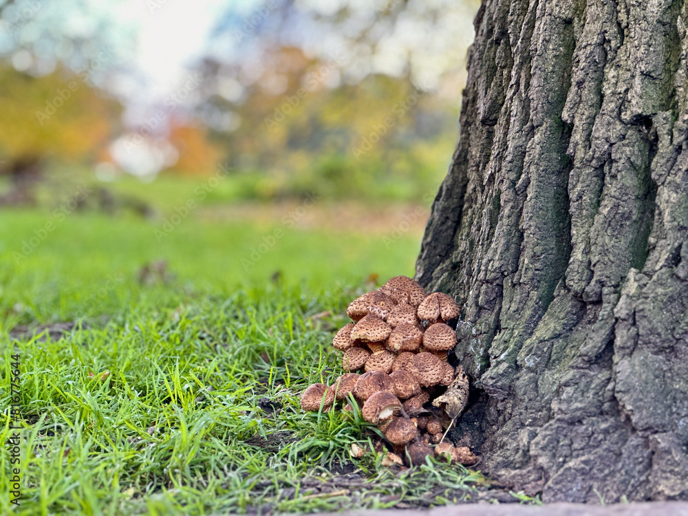 Closeup shot of a cluster of mushrooms growing in a park environment Closeup shot of a cluster of mushrooms growing in a park environment