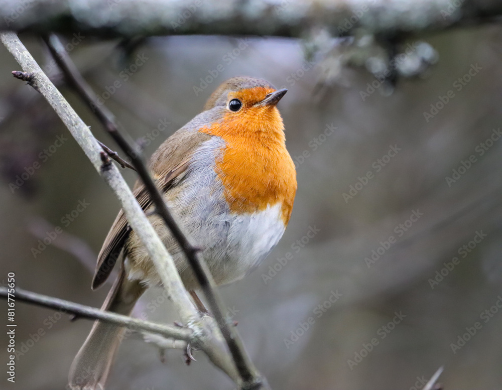 Selective focus shot of a beautiful orange robin perched on a branch Selective focus shot of a beautiful orange robin perched on a branch