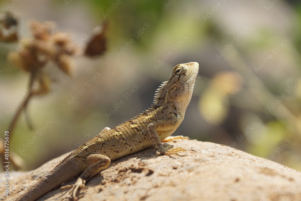 Selective focus shot lizard stands atop a jagged rock illuminated by the sun Selective focus shot lizard stands atop a jagged rock illuminated by the sun
