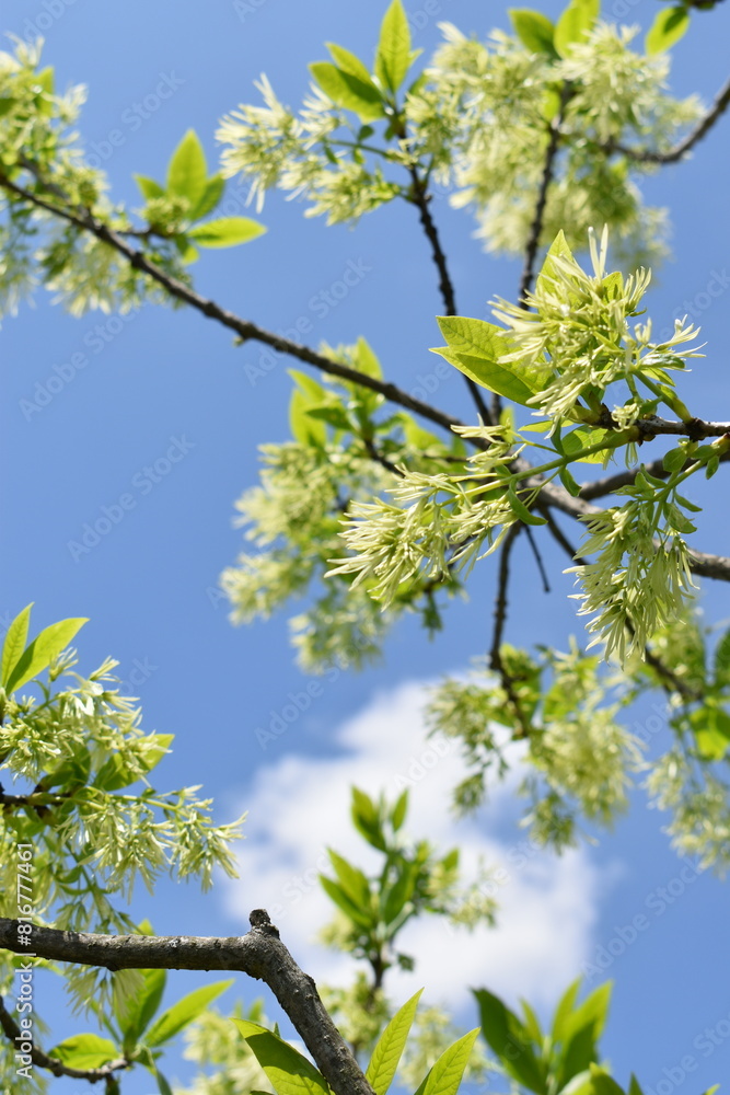 Fototapeta premium Snow flower Fringe tree and blue sky taken looking up