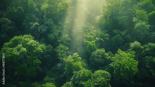 A verdant forest canopy seen from above, with sunlight filtering through the lush foliage, symbolizing the interconnectedness of all living things. The captivating. top view. Generative AI.