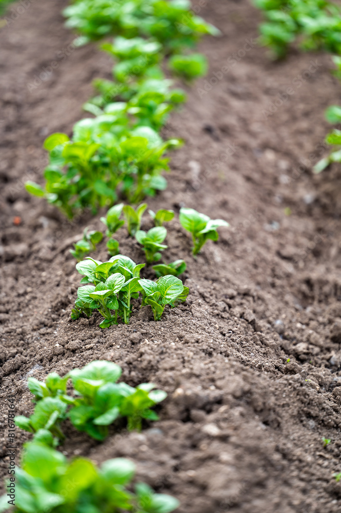 Earthing Up in Spring of Home Grown Organic Potato Plants (Solanum tuberosum) Growing in a Raised Bed on an Allotment in a Vegetable Garden Earthing Up in Spring of Home Grown Organic Potato Plants (Solanum tuberosum) Growing in a Raised Bed on an Allotment in a Vegetable Garden