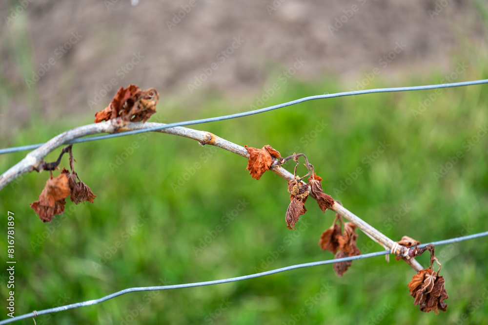 Detail of grapevine plant leaf in vineyard which is destroyed by morning frost on early spring. Detail of grapevine plant leaf in vineyard which is destroyed by morning frost on early spring.