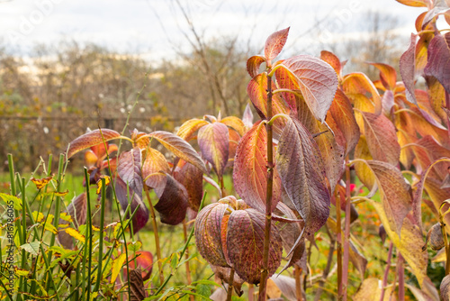Canvas Print Closeup of dried leaves on a branch in autumn