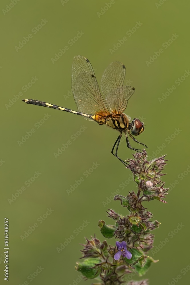 Long-legged marsh glider perched atop a vibrant purple flower against a lush green background Long-legged marsh glider perched atop a vibrant purple flower against a lush green background