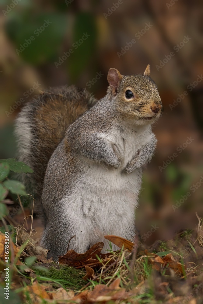 Grey squirrel stands on one foot in a wooded environment, looking up at the sky Grey squirrel stands on one foot in a wooded environment, looking up at the sky