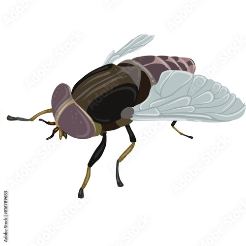 Fly. Flight into the Microscopic World