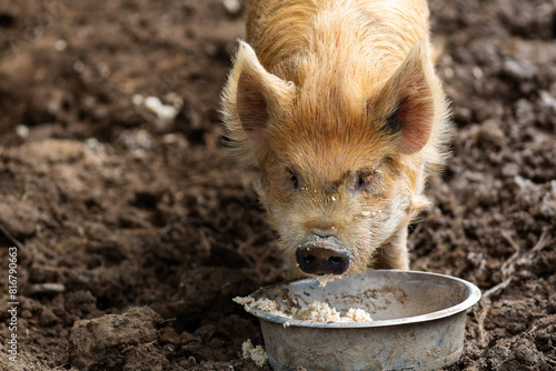 kunekune pig having breakfast