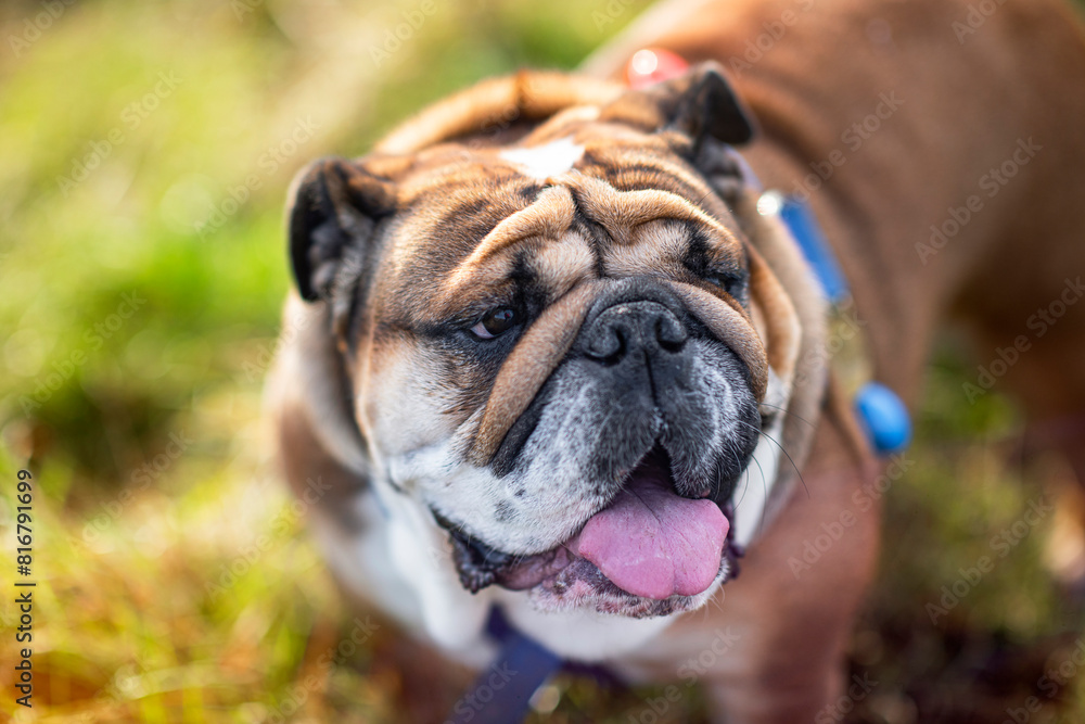 English Bulldog Dog on grass looking away on sunny day English Bulldog Dog on grass looking away on sunny day