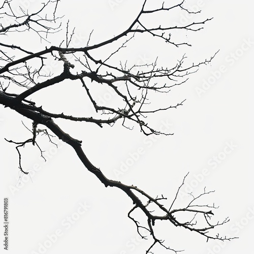 Silhouette of a tree with bare branches on a light background