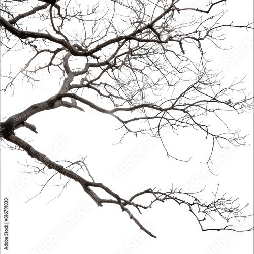 Silhouette of a tree with bare branches on a light background