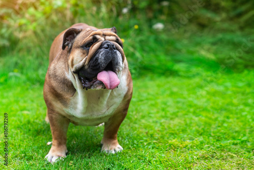 english bulldog sitting on grass on summer day with copy space