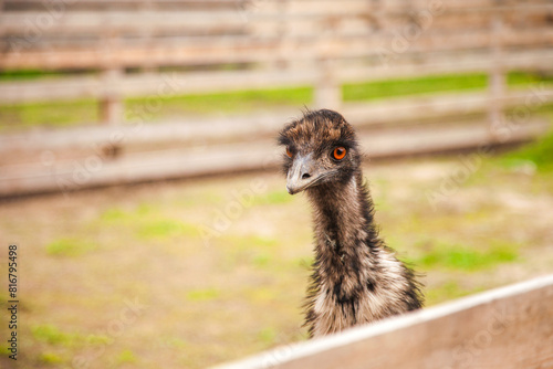 Close up view of cute ostrich emu. Australian ostrich emu walk in the paddock. Emu is second largest living bird on the planet. . photo