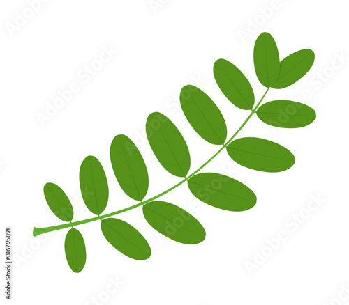 Vector Acacia leaf isolated on white background. Green leaves of acacia. Botanical natural plant, design Element for Card, Spring Holidays Decoration, Invitation. Colored flat vector illustration