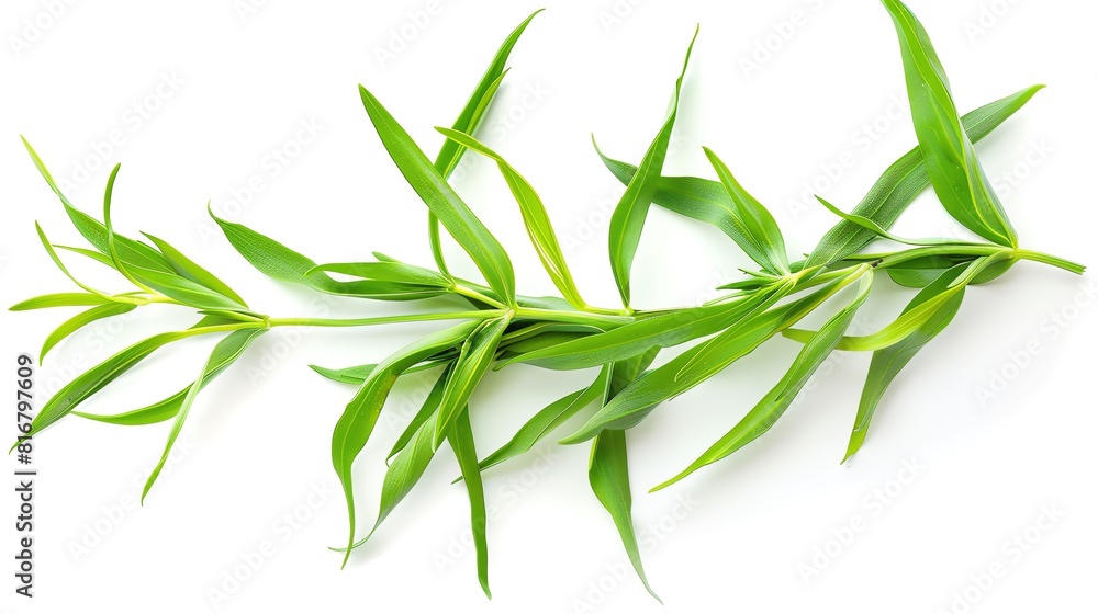 Fototapeta premium A high-resolution photograph of tarragon sprigs on a white background, capturing the narrow, aromatic leaves