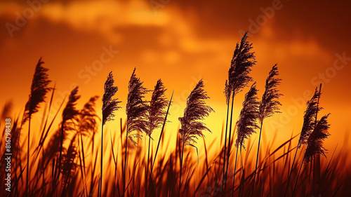silhouettes of tall reeds with sunsets in the style photo