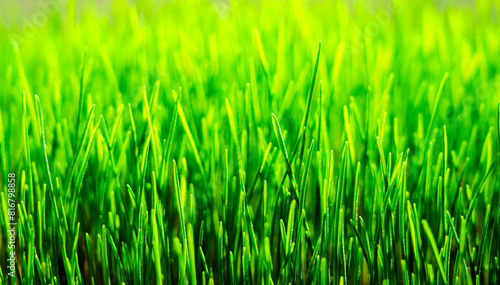 Wheatgrass seedlings close-up, illuminated by the sun. Vegan healthy food.