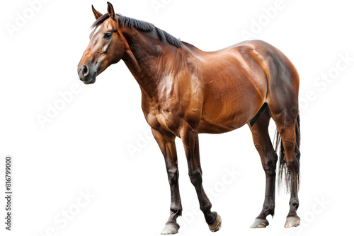 Brown Horse Standing on White Background