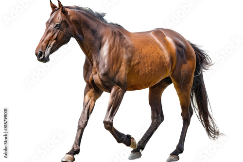 Brown Horse Running on White Background