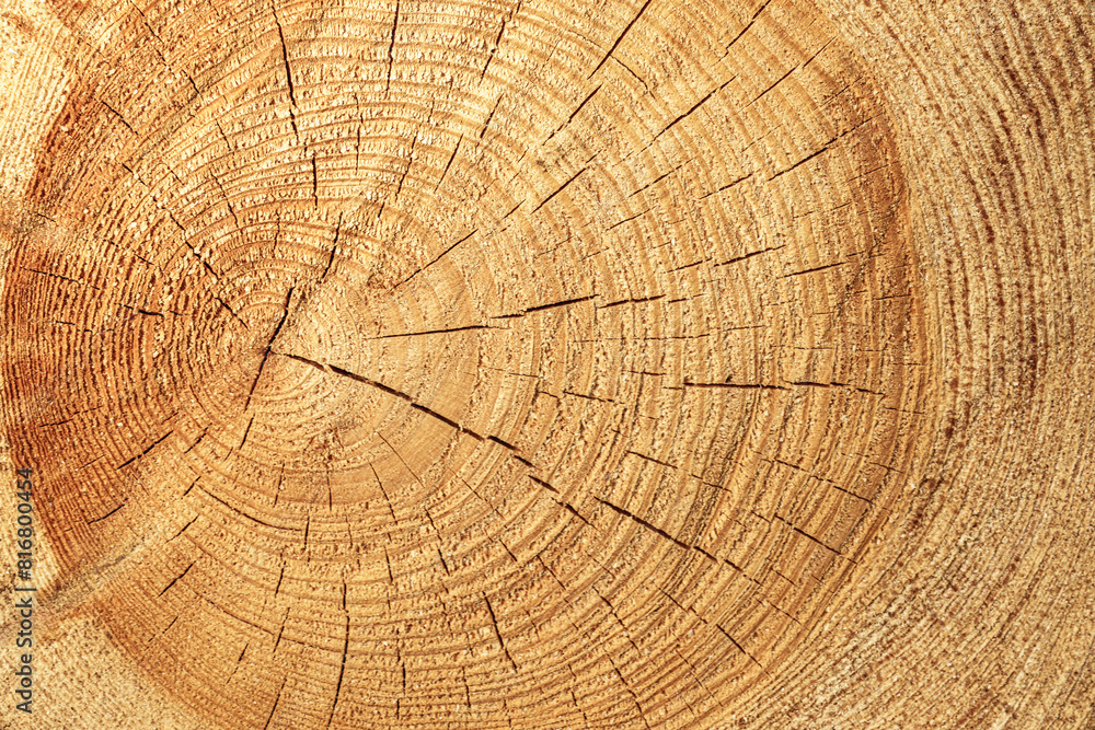 Naklejka premium Texture of sawn logs with growth rings. Natural background.