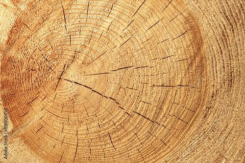 Texture of sawn logs with growth rings. Natural background.