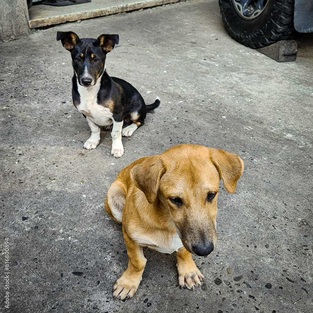 Φωτογραφία Black and brown dogs sitting on the concrete floor.