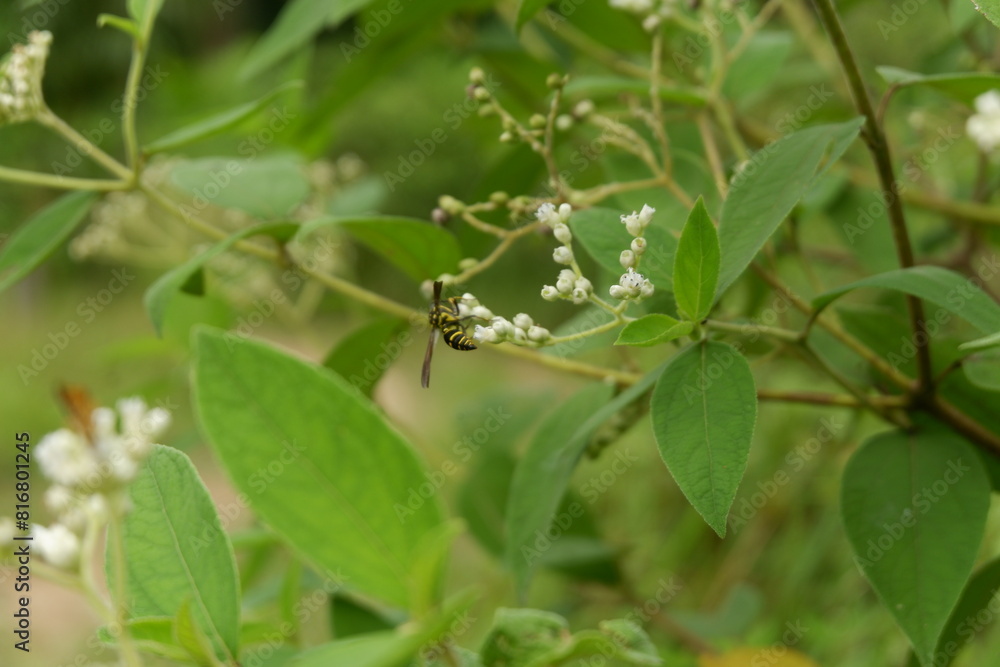 photography of a flower plant which has the Latin name clibadium surinamense photography of a flower plant which has the Latin name clibadium surinamense