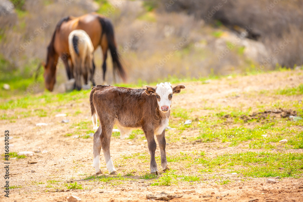 Obraz premium A cow and a newborn calf graze on a pasture in a green meadow. The concept of animal husbandry and organic food.