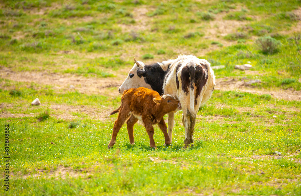 Obraz premium A cow and a newborn calf graze on a pasture in a green meadow. The concept of animal husbandry and organic food.