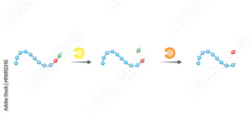 Angiotensin. Renin-Angiotensin-Aldosterone System, blood pressure regulation. Angiotensin-converting enzyme. ACE inhibitors. Vector illustration.