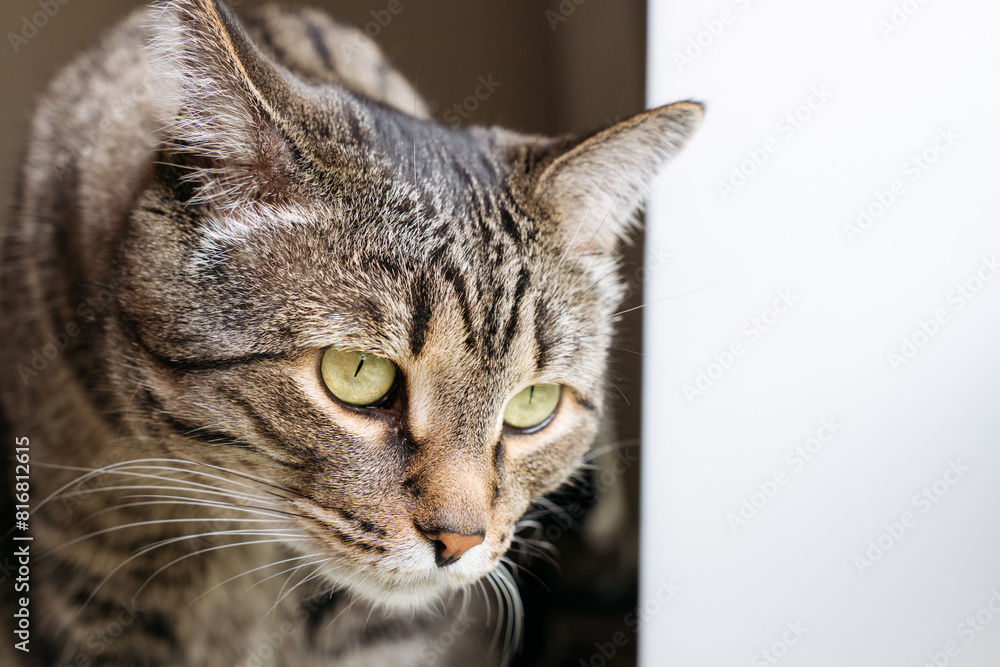 Cute domestic cat looks out the window with curiosity