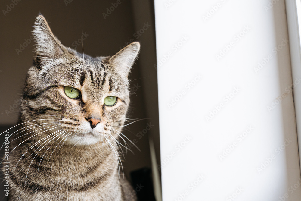 Cute domestic cat looks out the window with curiosity