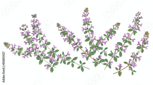 Thyme flowers. Thymus vulgaris blooming herbal plant.