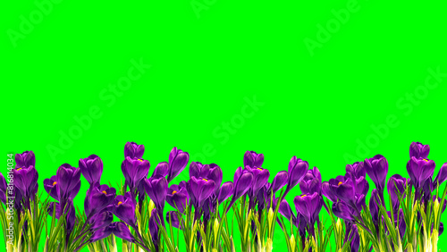 Crocus flowers in a pot with soil. On a white isolated background. Spring flower, purple, flower garden. Rose. Geocinth. irises.birthday. Valentine's Day. March 8. Holiday concept. Place for text photo