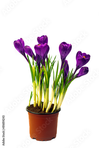 Crocus flowers in a pot with soil. On a white isolated background. Spring flower, purple, flower garden. Rose. Geocinth. irises.birthday. Valentine's Day. March 8. Holiday concept. Place for text