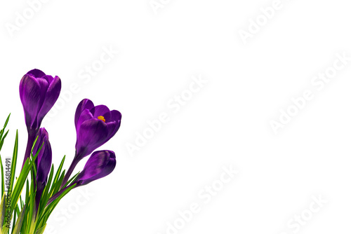 Crocus flowers in a pot with soil. On a white isolated background. Spring flower, purple, flower garden. Rose. Geocinth. irises.birthday. Valentine's Day. March 8. Holiday concept. Place for text photo