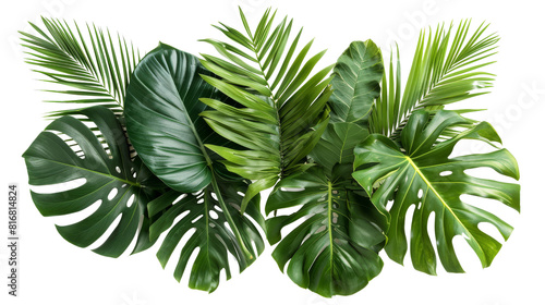 Beautiful composition with fern and other tropical leaves on white background. Banner design	 photo