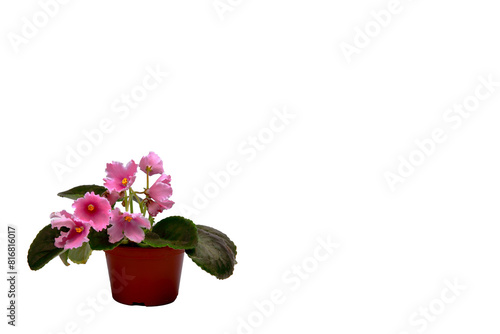 violet flower. on a white isolated background. house flower (Viola Odorata), inflorescences in bloom. Blue petunia (Petunia hybrida). Hybrid flower. Agricultural life. Gardening.