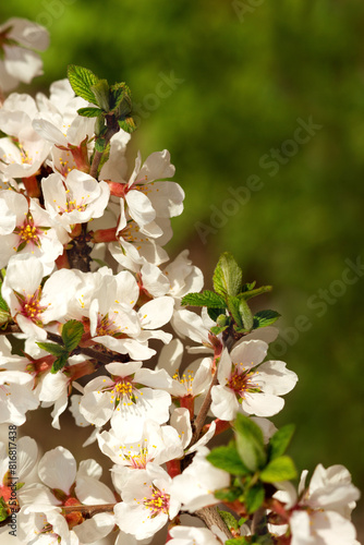 Spring flowering tree branch. White flowers on a green background. A flowering tree branch creates a spring mood.