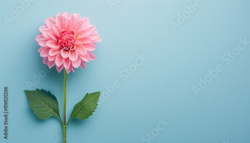 Dahlia flower close up in light blue background