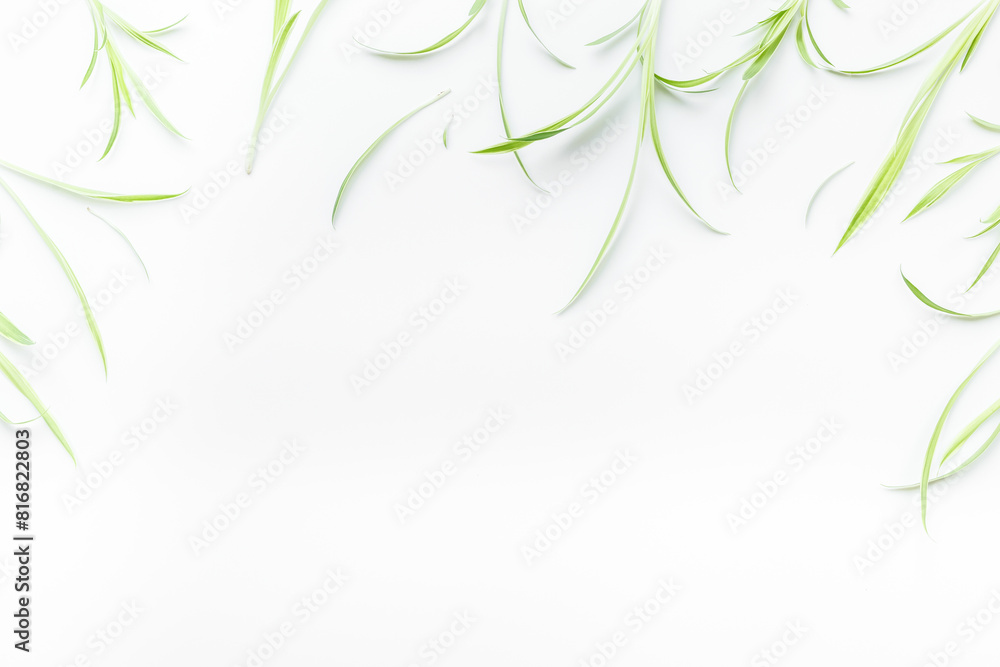 Obraz premium Herbal floral pattern with green leaves. Herbal cosmetic or medicine background